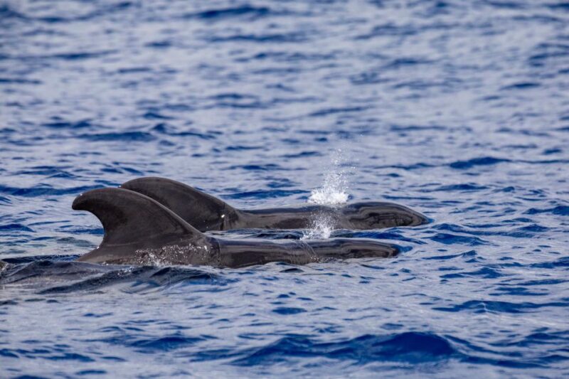Madeira: Whale and Dolphin Watching Tour - Spotting Marine Life: Whales, Dolphins, and Turtles