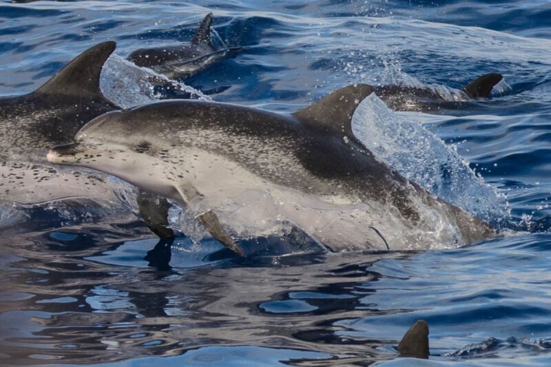 Madeira: Whale and Dolphin Watching Tour - Accessibility and Suitability