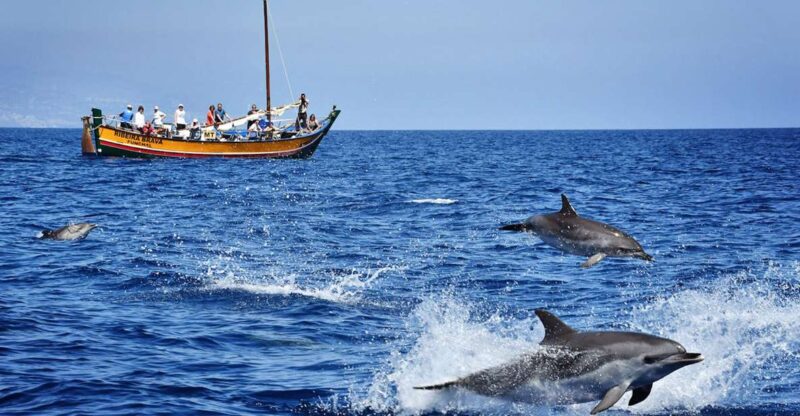 Madeira: Whale Watching Excursion in a Traditional Vessel - Madeira: Whale Watching Excursion in a Traditional Vessel