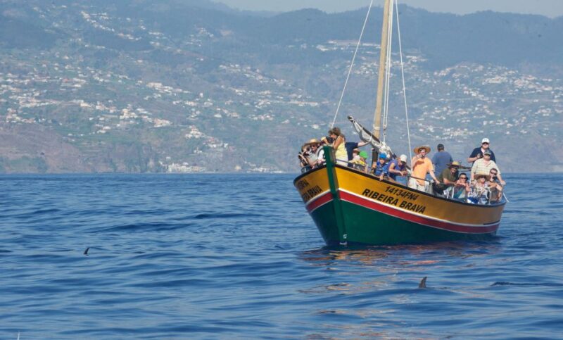 Madeira: Whale Watching Excursion in a Traditional Vessel - What Marine Life Can You Expect to See?