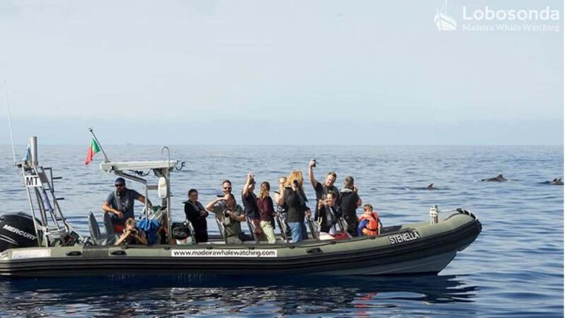 Madeira: Whale Watching Tour by Stenella - Madeira: Whale Watching Tour by Stenella