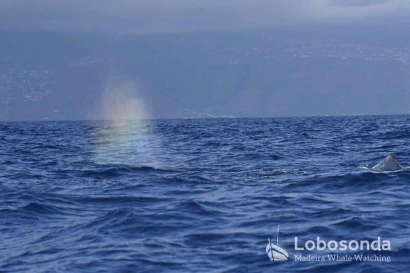 Madeira: Whale Watching Tour by Stenella - The Guides’ Role and Educational Insights