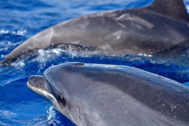 Madeira: Whale Watching Tour by Stenella - Panoramic Views and Photo Opportunities at Sea