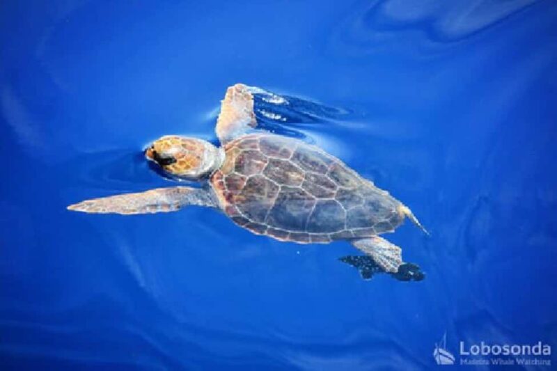 Madeira: Whale Watching Tour by Stenella - Practical Tips: Booking, Cancellation, and Accessibility