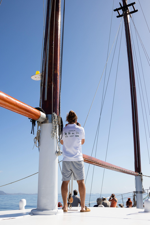 Madeira : Whales and Dolphins wooden boat excursion - Madeira’s Wooden Boat Excursion to See Whales and Dolphins