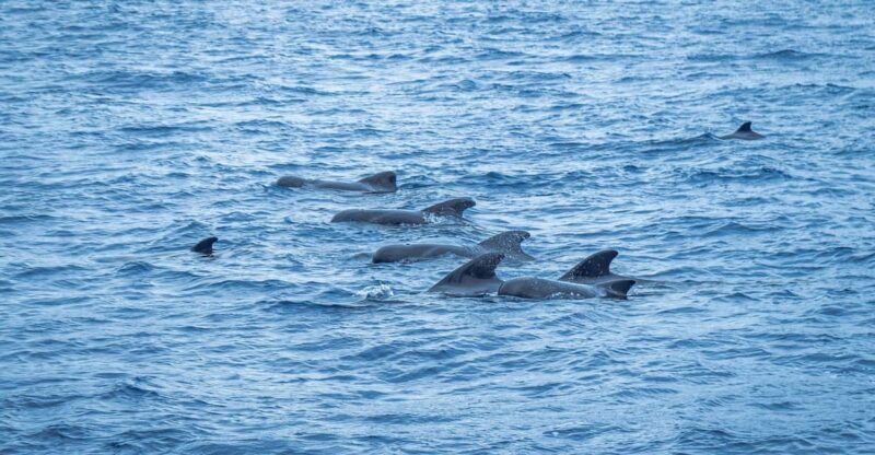 Madeira : Whales and Dolphins wooden boat excursion - Locations Visited During the Excursion