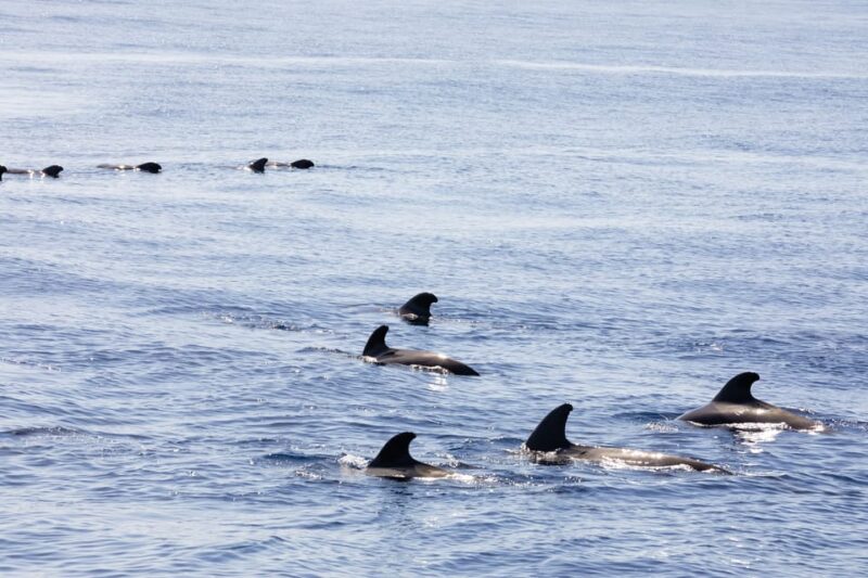 Madeira : Whales and Dolphins wooden boat excursion - The Second Trip Guarantee for No Sightings