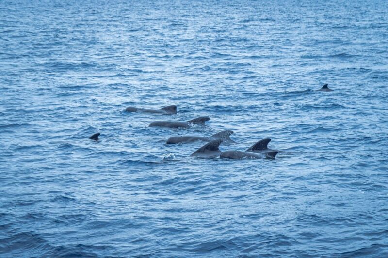 Madeira : Whales and Dolphins wooden boat excursion - Meeting Points and Logistic Details
