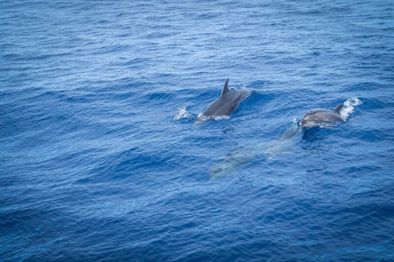 Madeira : Whales and Dolphins wooden boat excursion - The Experience of the Crew and Guides