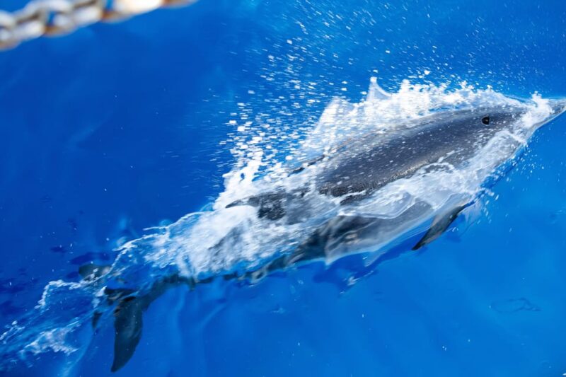 Madeira : Whales and Dolphins wooden boat excursion - Pricing and Value Comparison