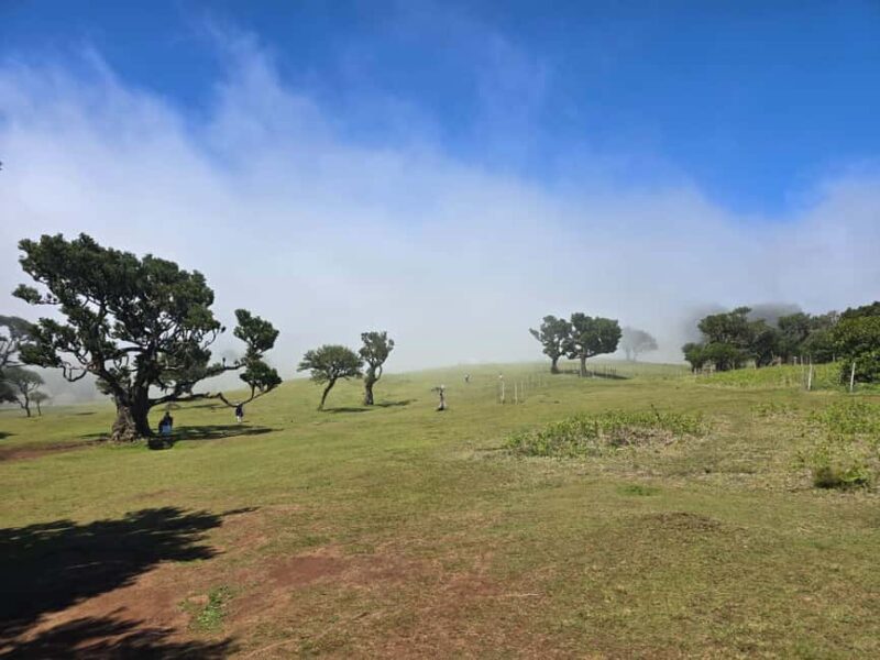 Madeira: Where the Sea Meets the Sky: Tour of the West - Exploring the UNESCO Laurisilva Forest