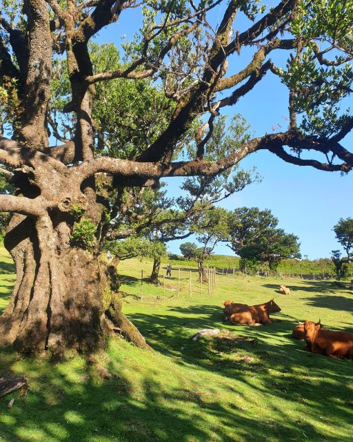 Madeira Wild West 4X4 Tour Safari - The Return Journey and Additional Stops