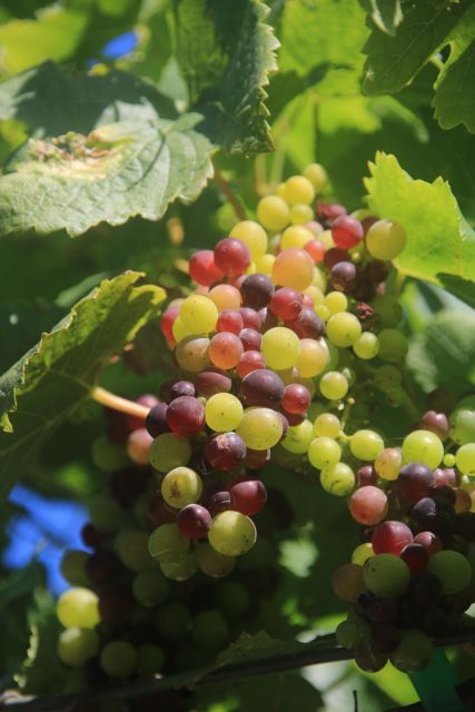 Madeira: Wine & Tapas, Cabo Girão Skywalk 4x4 Jeep Adventure - Madeira: Wine & Tapas, Cabo Girão Skywalk 4x4 Jeep Adventure - A Unique Island Experience