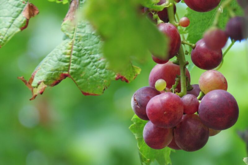 Madeira: Wine & Tapas, Cabo Girão Skywalk 4x4 Jeep Adventure - Final Notes: Who Will Love This Tour?