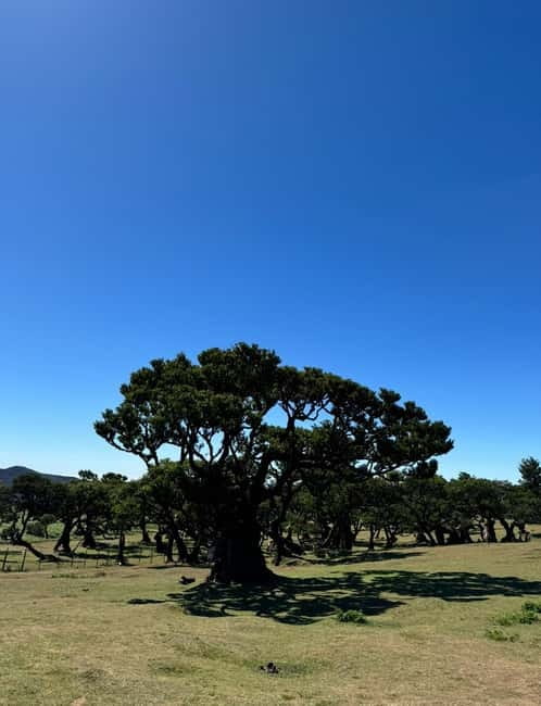 Madeiral de Jeep: (Skywalk, Seixal, Porto Moniz, Fanal) - Exploring São Vicente’s Vineyards and Local Charm