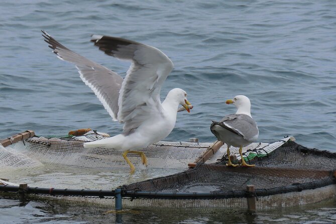 Madeira's Majestic South Coastal Wonders - Discover the Best of Madeira’s Southwest Coast