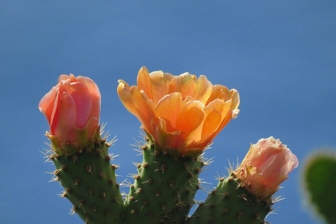 Madeira's Majestic South Coastal Wonders - Levada Trails and Coastal Cliffs
