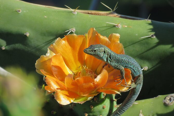 Madeira's Majestic South Coastal Wonders - Artistic Charm at Jardim do Mar