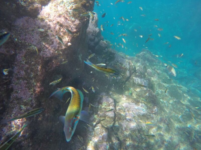 Madeiras Marine Reserve: Kayak & Snorkelling Trip - Comparing Similar Water Activities in Madeira