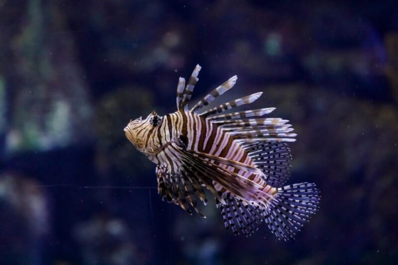 Madrid: Atlantis Aquarium Entry Ticket - Key Points