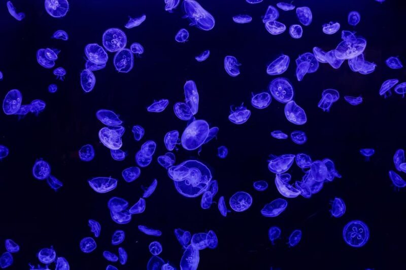 Madrid: Atlantis Aquarium Entry Ticket - Interactive Activities and Educational Engagements