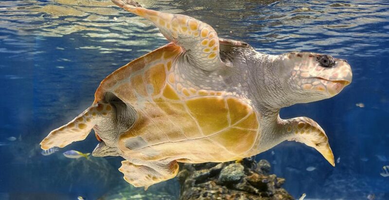 Madrid: Atlantis Aquarium Entry Ticket - Practicalities: Entry, Meeting Points, and Supplies