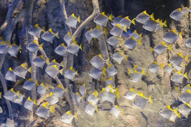 Madrid: Atlantis Aquarium Entry Ticket - Reviews Highlighting Value and Engagement