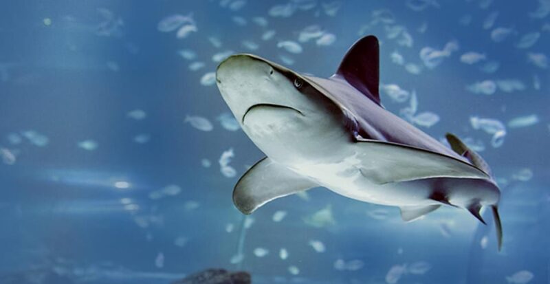 Madrid: Atlantis Aquarium Entry Ticket - The Sum Up: A Worthwhile Marine Exploration Near Madrid