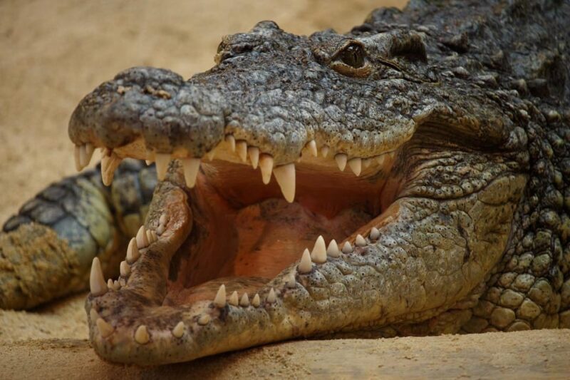 Madrid: Faunia Entry Ticket - Key Points