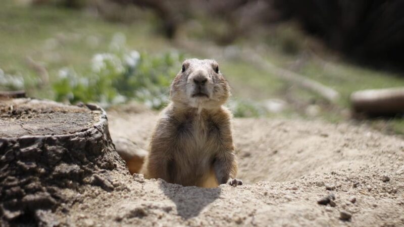 Madrid: Faunia Entry Ticket - Encountering Madagascar-inspired African Forest and Temperate Forests