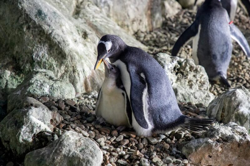 Madrid: Faunia Entry Ticket - Logistics: Entry, Timing, and Group Sizes