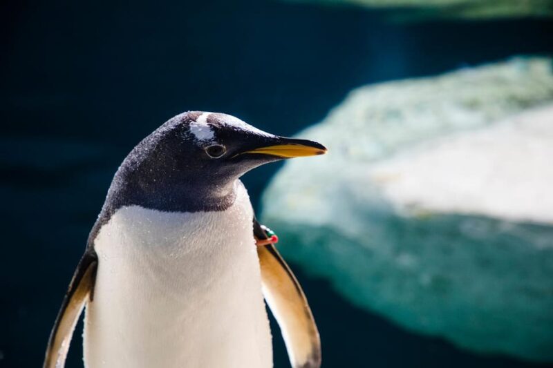 Madrid: Faunia Entry Ticket - Potential Considerations for Visitors