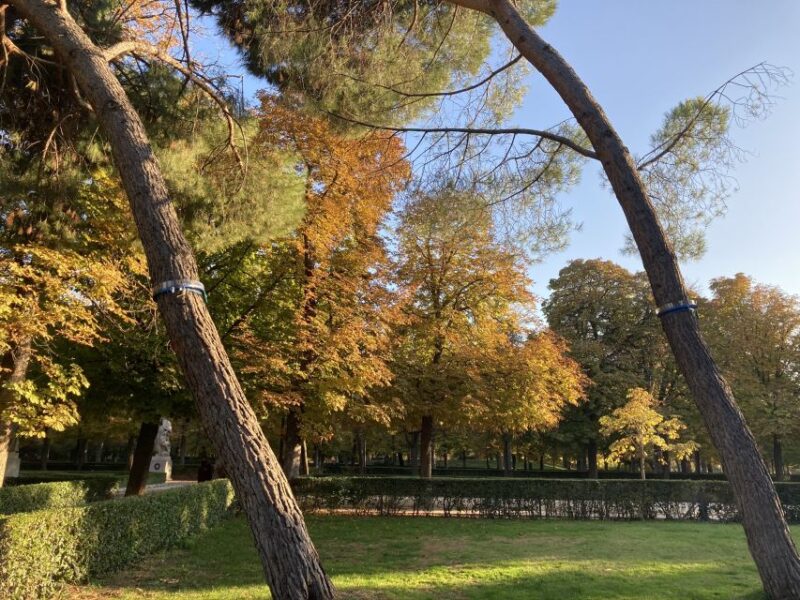 Madrid: Flow Yoga class in Retiro Park - The Sum Up: A Peaceful Yoga Practice in Madrid’s Most Iconic Park