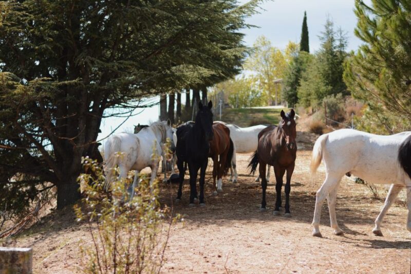 Madrid: Horse Riding in Sierra del Guadarrama National Park - Guides and the level of instruction