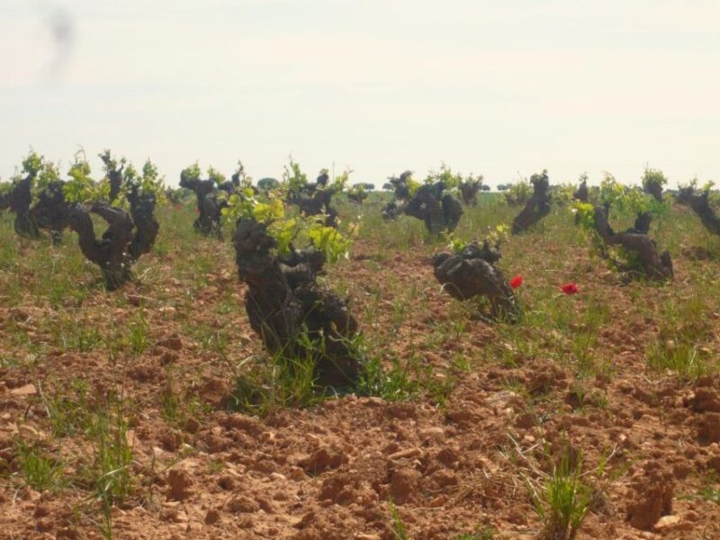 Madrid: Regional Madrid Wineries Guided Tour and Tastings - Final Thoughts on the Madrid Wineries Tour