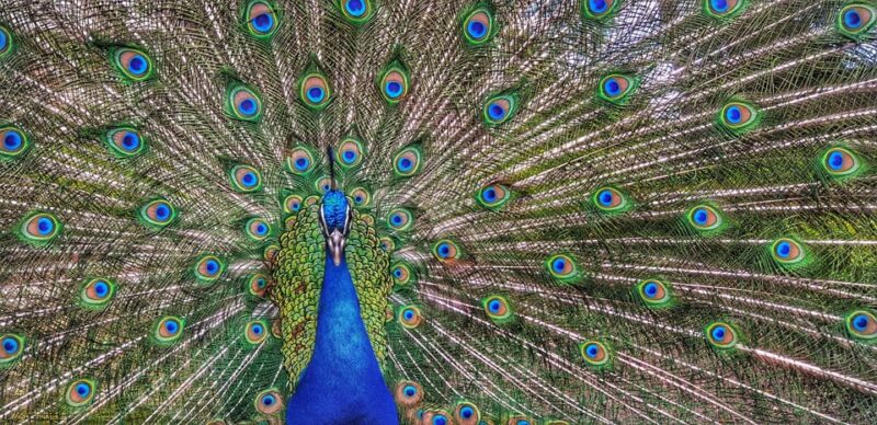 Madrid: Retiro Park Guided Tour with a Photographer - Key Points