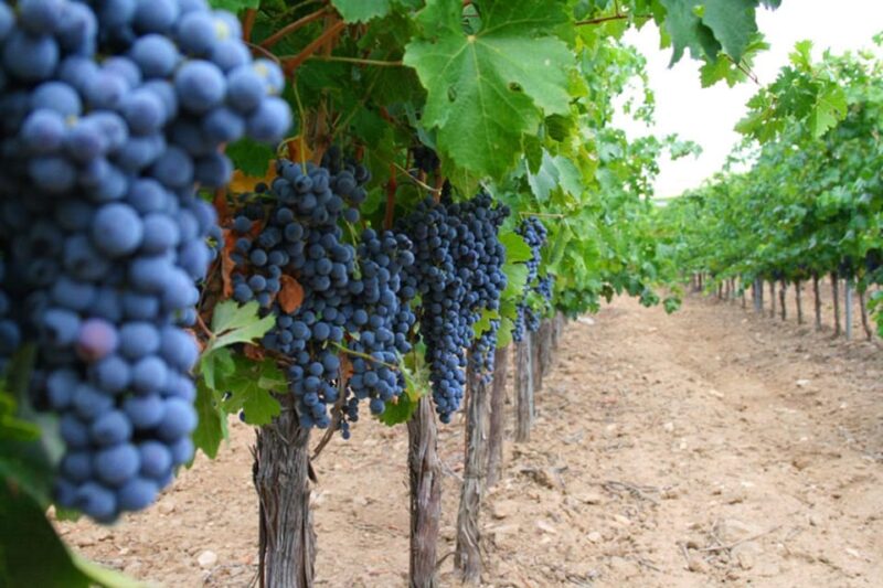 Madrid: Toledo Day Trip with Winery Visit and Wine Tasting - Free Time and Lunch Break