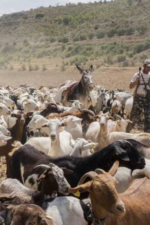 Madrid: Unspoiled Spain for Foodies & Nature s - Scenic Walks through Olive Groves and Along the River