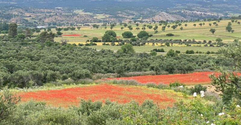 Madrid: Unspoiled Spain for Foodies & Nature s - Small Group Experience and Guided Storytelling