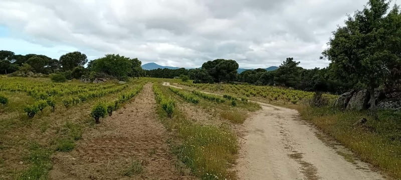 Madrid Wine Tour: Discover Unique Local Wineries & Tastings - Logistics and Group Size