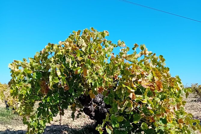 Madrid Wine Tour: Visit Two Wineries with Tastings - Visit a Modern Winery Producing Quality Wines