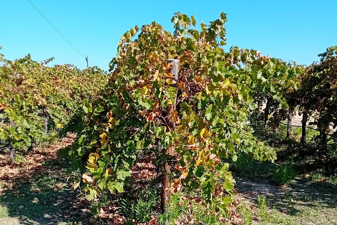 Madrid Wine Tour: Visit Two Wineries with Tastings - Discover the Wines at Winery 2 in Chinchon