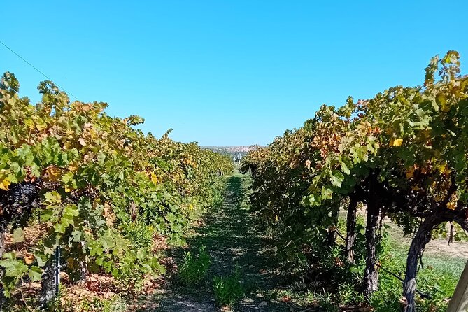 Madrid Wine Tour: Visit Two Wineries with Tastings - Booking and Cancellation Policies