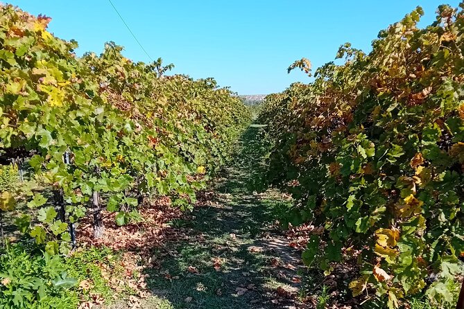 Madrid Wine Tour: Visit Two Wineries with Tastings - Who Will Enjoy This Tour Most