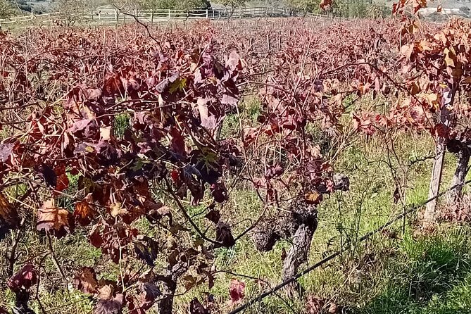 Madrid Winery Tour with Tasting & Sommelier Guide - The Wines: Exceptional Quality and Scenic Views