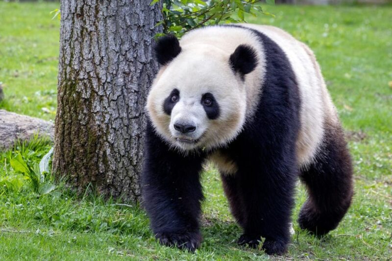 Madrid: Zoo Aquarium Madrid Ticket - Enjoying Animal Shows and Live Exhibitions