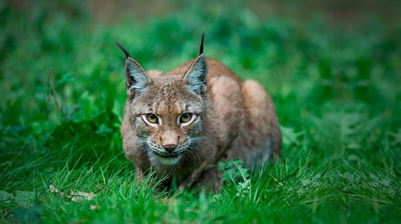 Madrid: Zoo Aquarium Madrid Ticket - Practical Details: Access, Facilities, and Tips