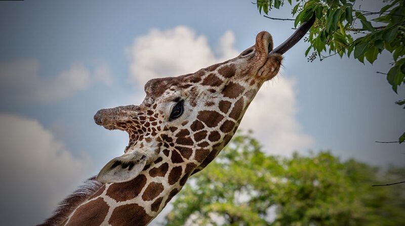 Madrid: Zoo Aquarium Madrid Ticket - Who Will Enjoy Madrid’s Zoo Aquarium the Most