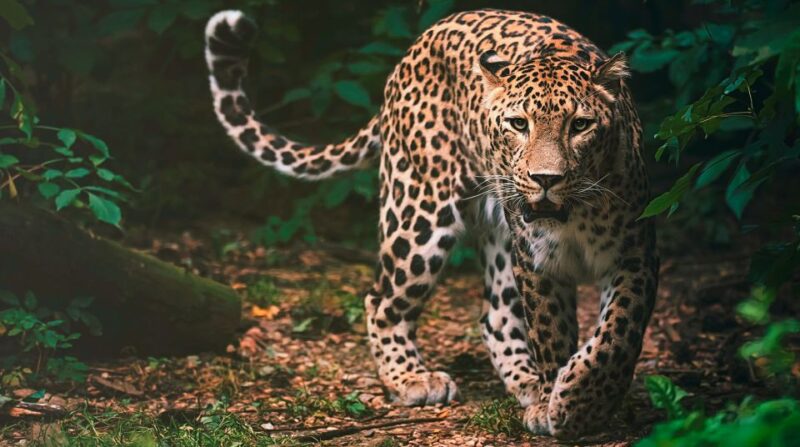 Madrid: Zoo Aquarium Madrid Ticket - Final Thoughts on Visiting Madrid’s Zoo Aquarium