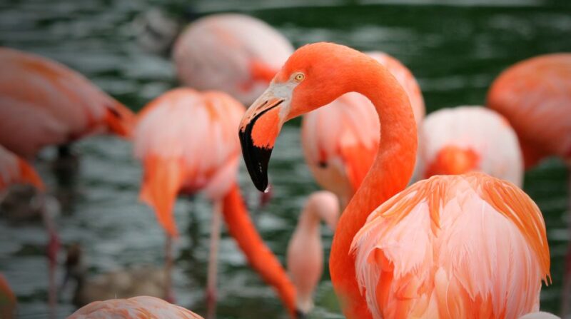 Madrid: Zoo Aquarium Madrid Ticket - Frequently Asked Questions